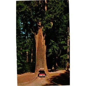 Chandelier Drive Thru Tree Postcard Travel Souvenir Unposted California Redwood